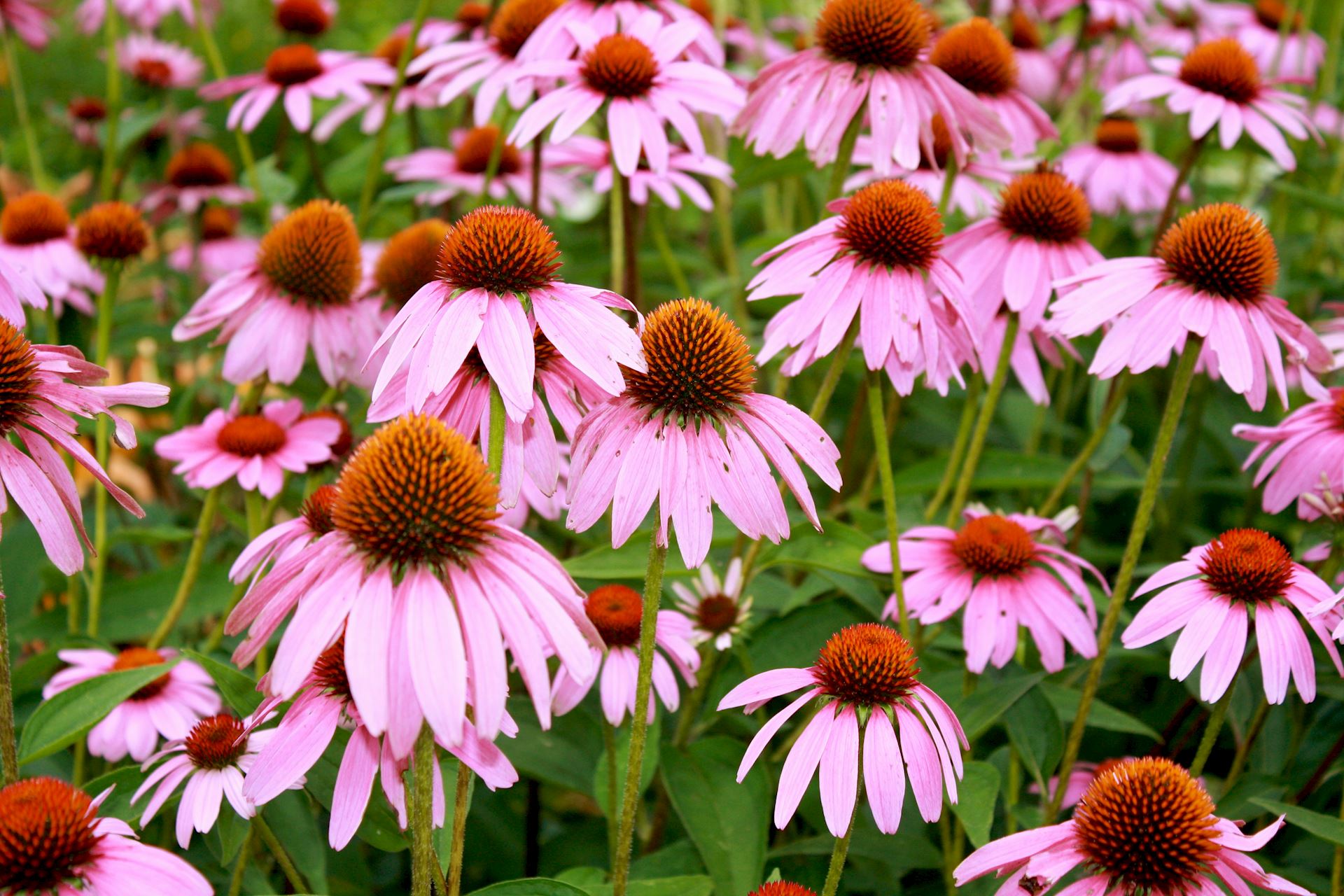 botanical garden conservatory