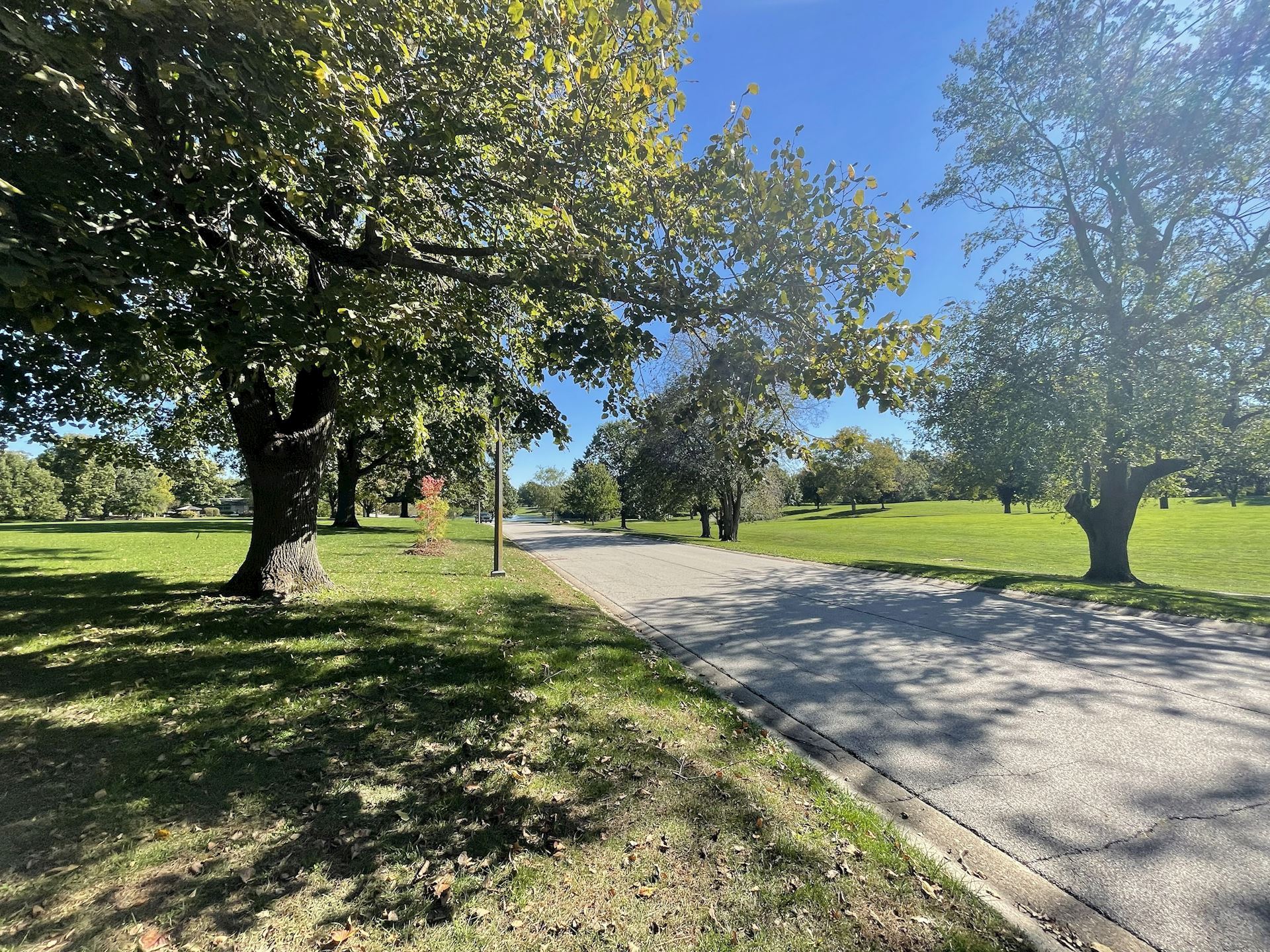 Trees at the Springfield Park District