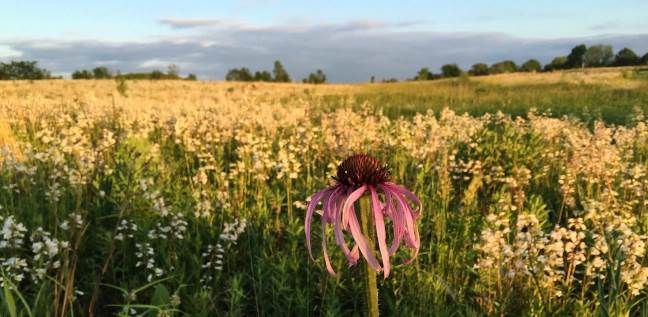 Closeup of a pink flower at the Prairie Fields in Centennial Park, Springfield IL.