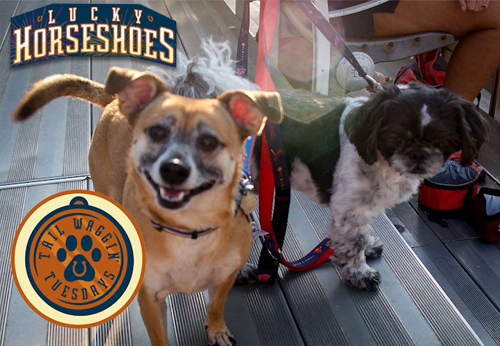 springfield lucky horseshoes host tail waggin tuesdays with owners bringing their four legged friends to the ballpark-picture has two dogs and logo