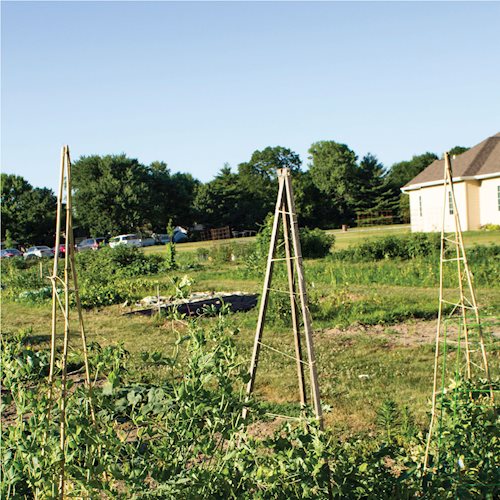 A view of Jefferson Park Community Garden