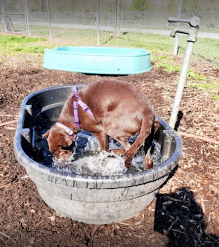 stuart_park_dog_water_play