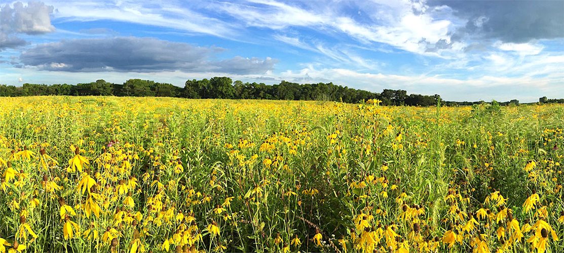 centennial_park_natural_areas_trails_friends_of_sangamon_valley_photo_credit