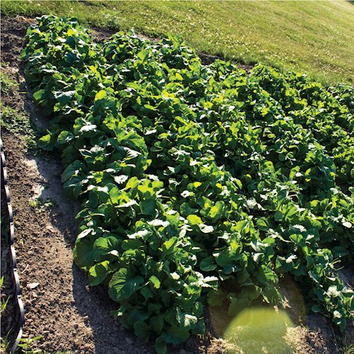 A patch of spinach