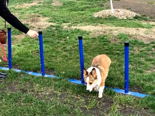 centennial_dog_park_obstacle_course_enrichment