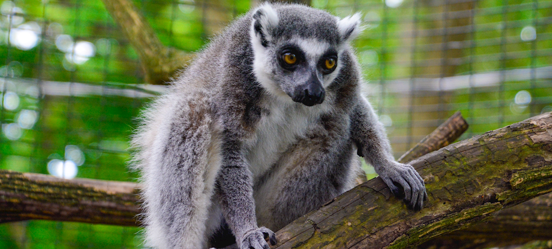 zoo_lemur_on_branch_banner_image