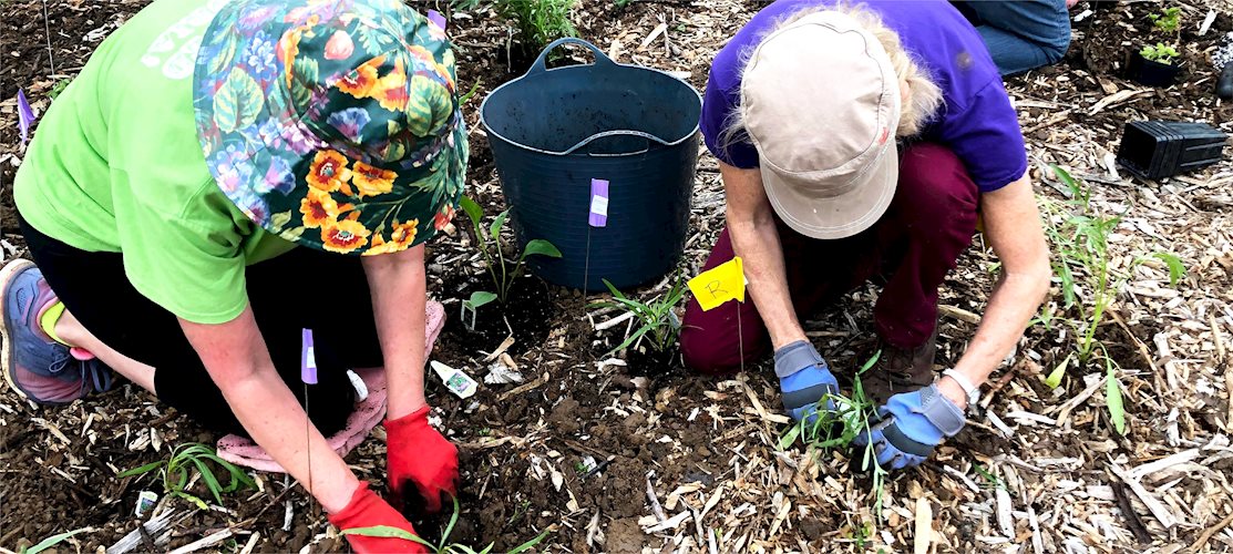 volunteers working in the pollinator gardens ladies planting milkweed
