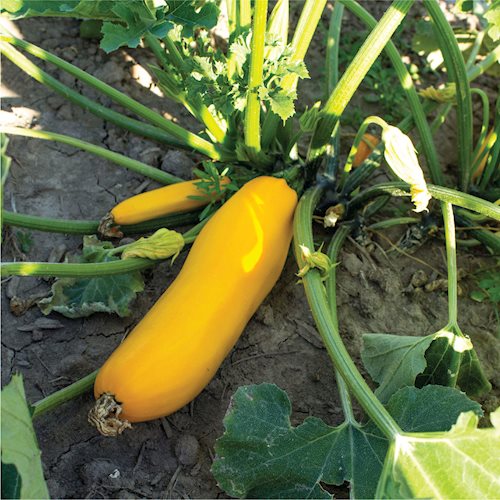 Squash growing at Jefferson Park community garden