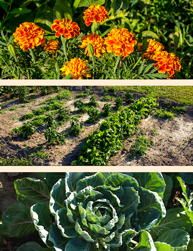 Marigolds, collard greens and other vegetables grow in Jefferson Park's community garden.